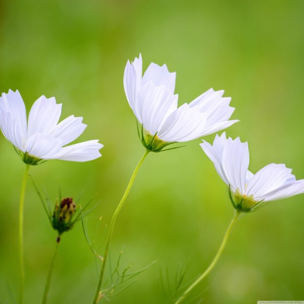 White Cosmos Beautiful Flowers HD Wallpapers Backgrounds Images